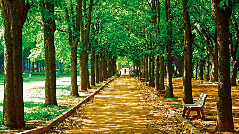 Cubbon Park, Bangalore