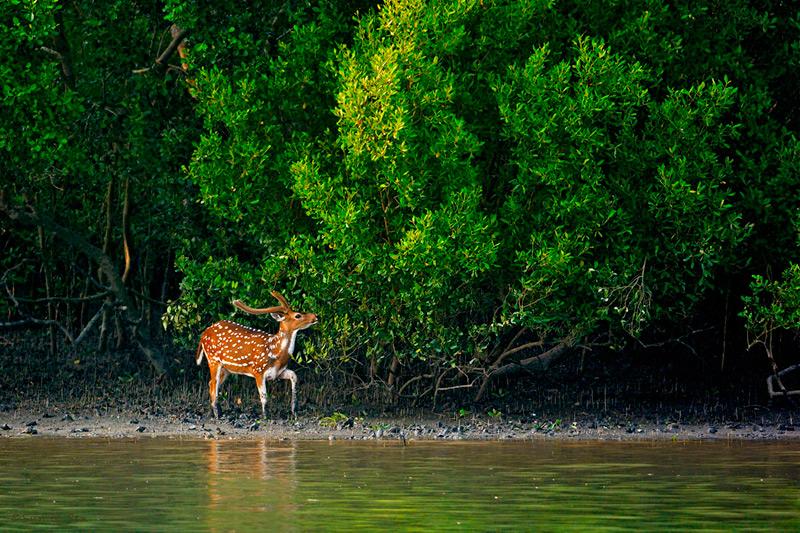 Sundarbans