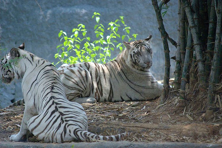 Arignar Anna Zoological Park