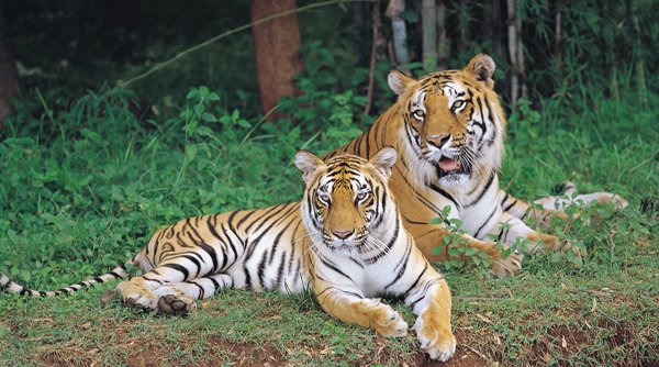 Bannerghatta National Park