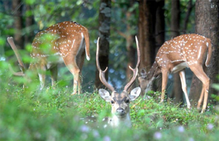 Chail Sanctuary