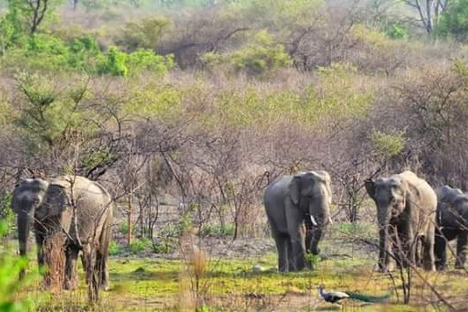 Kalesar National Park