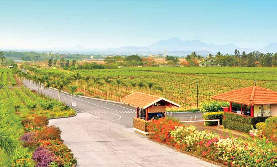 Sula Vineyards