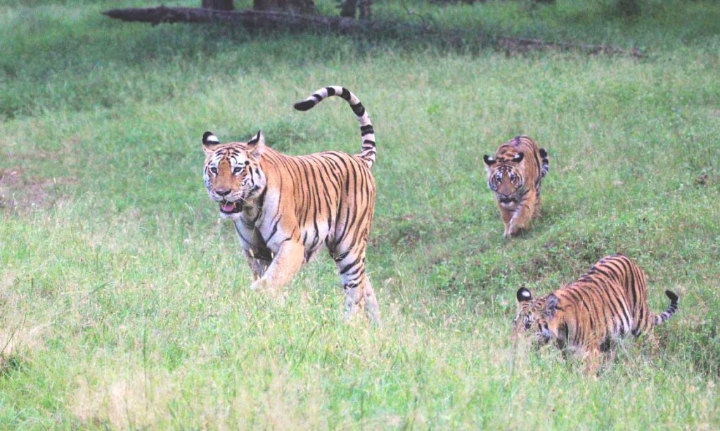 Pench Tiger Reserve