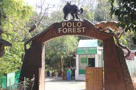 Polo Forest