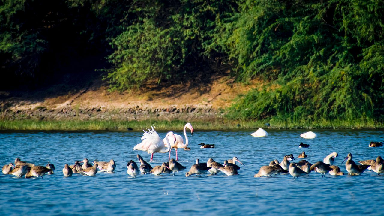 Thol Lake Bird Sanctuary