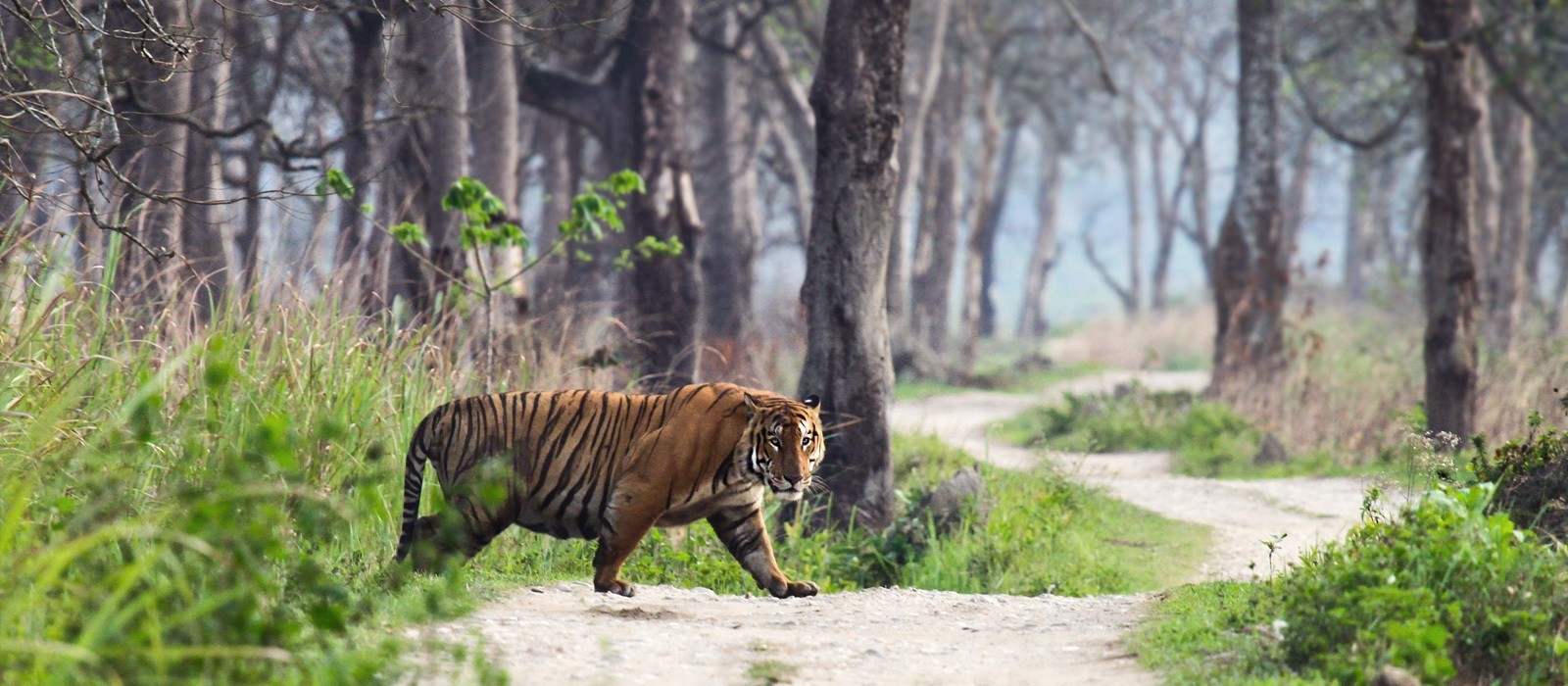 road trips from jaipur to ranthambore