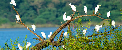 Bird Watching at Sasan Gir Forest