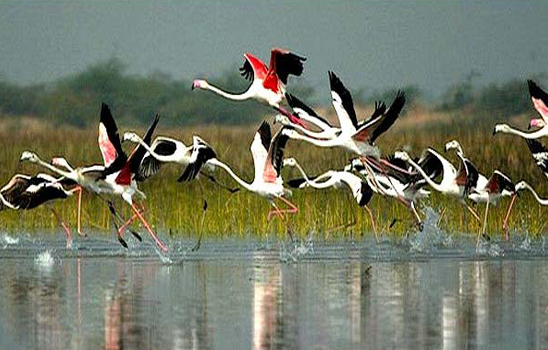 Bird Watching in Sajnekhali