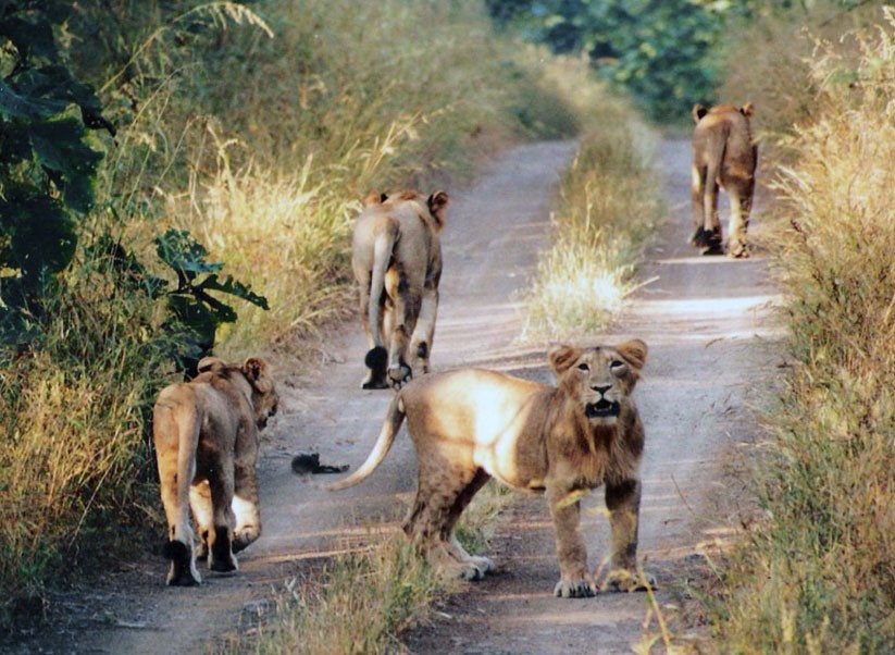 Jambughoda Wildlife Sanctuary