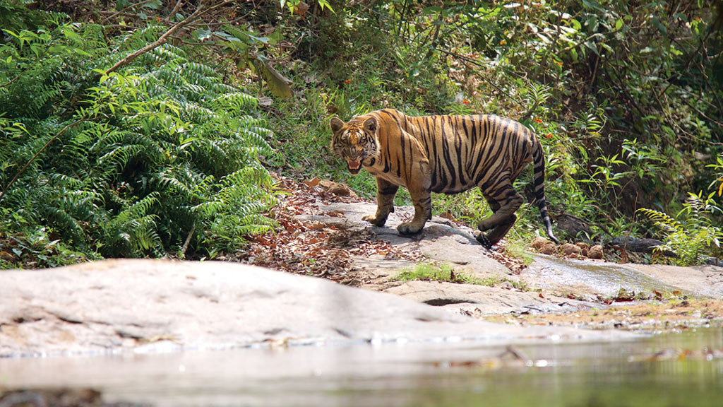 Parambikulam Tiger Reserve