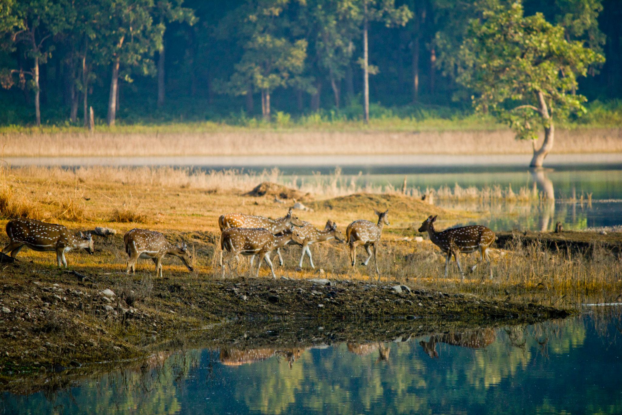 Pench National Park