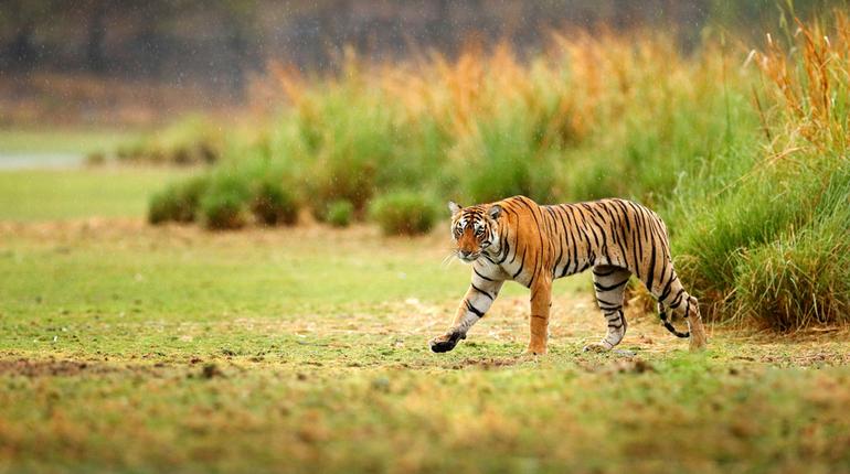 Sariska Wildlife Sanctuary