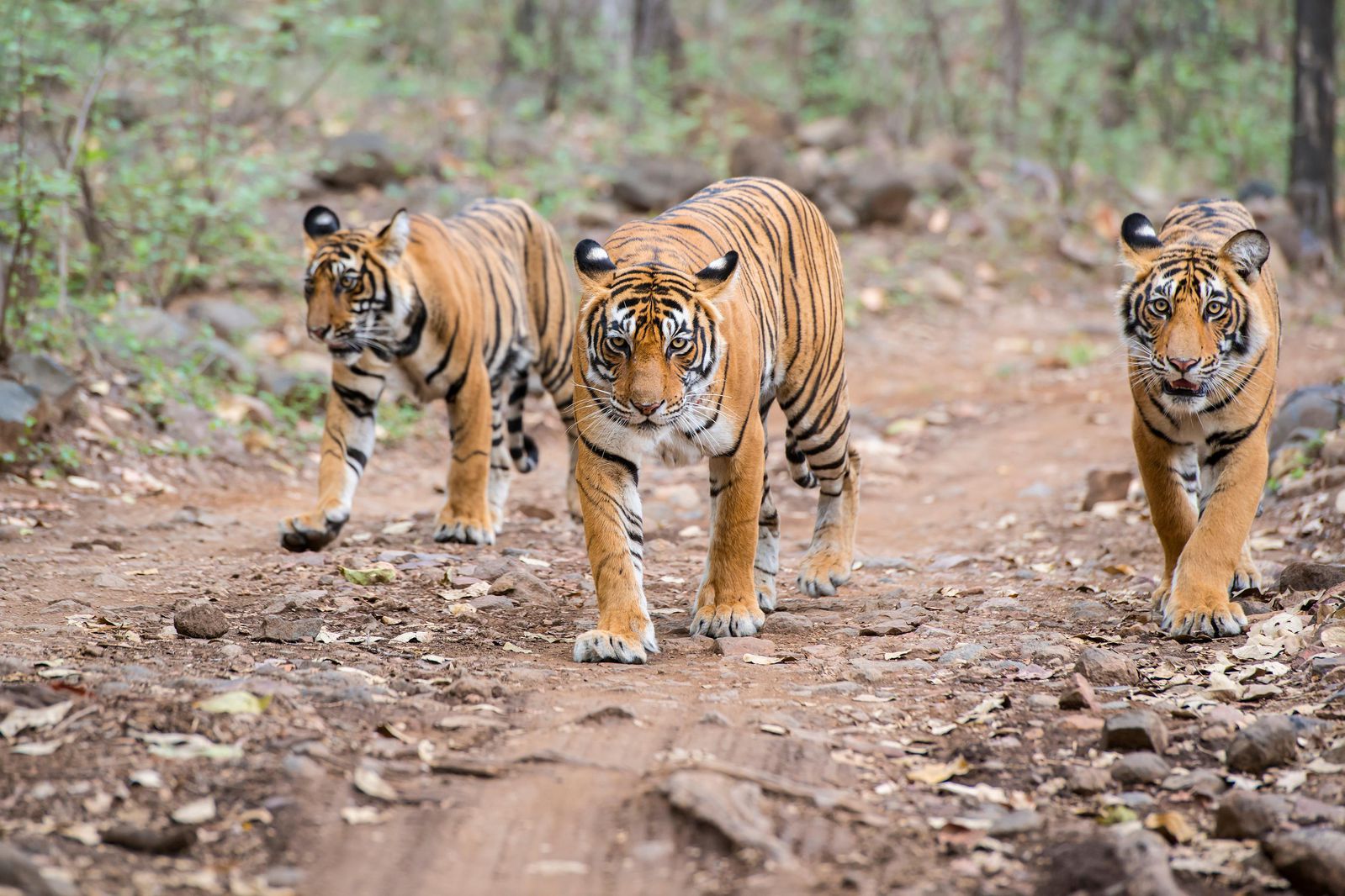 Spot the Bengal Tiger i