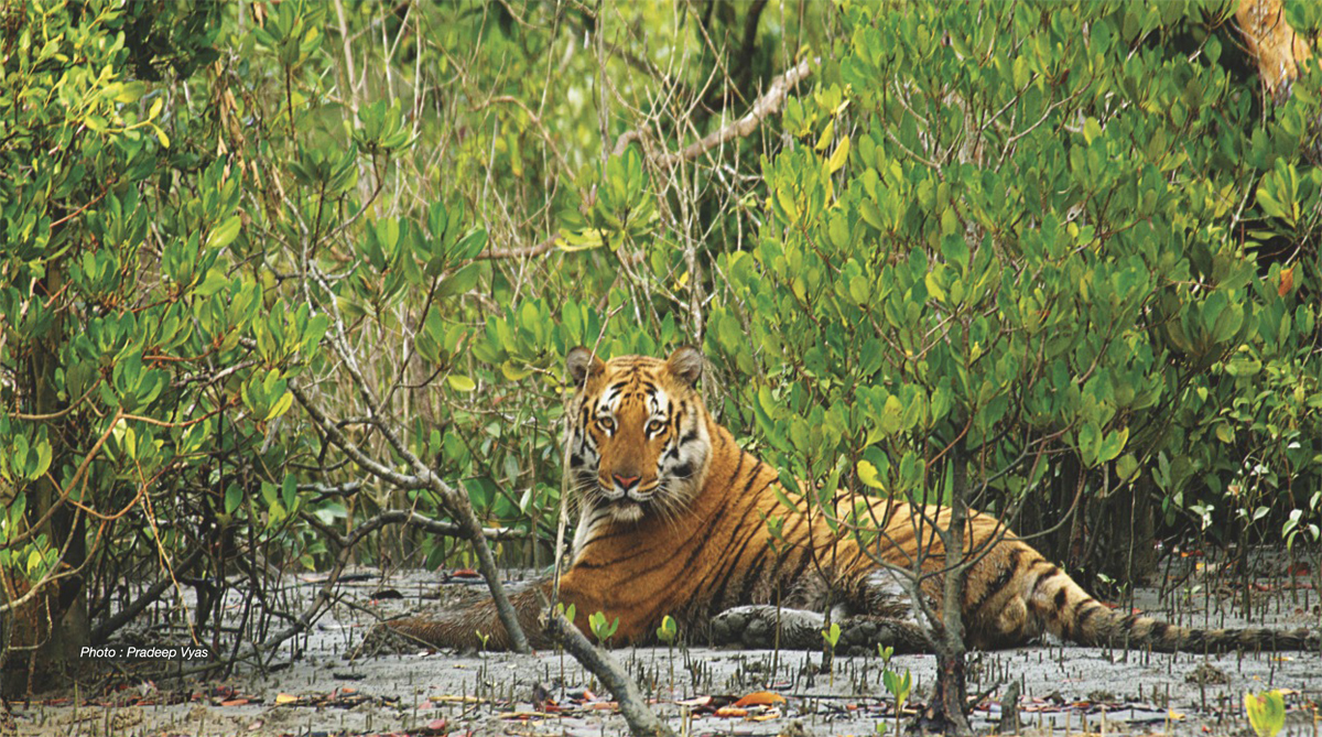 Sunderban