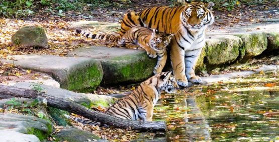 3. Anshi-Dandeli Tiger Reserve