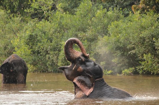 Bhagwan Mahaveer Wildlife Sanctuary and Mollem National Park