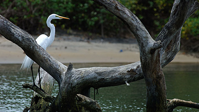 Kadalundi Bird Sanctuary