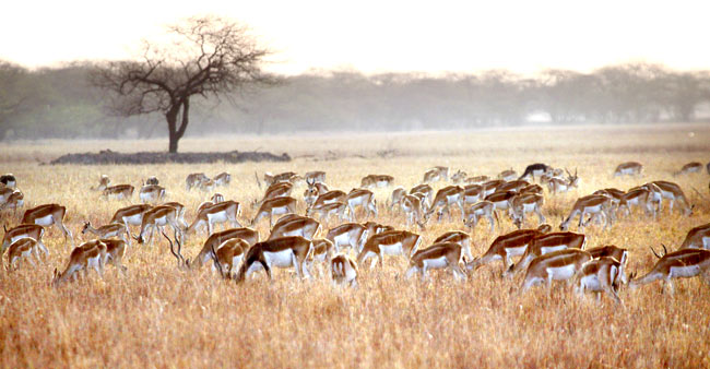 Ranebennur Blackbuck Deer Sanctuar