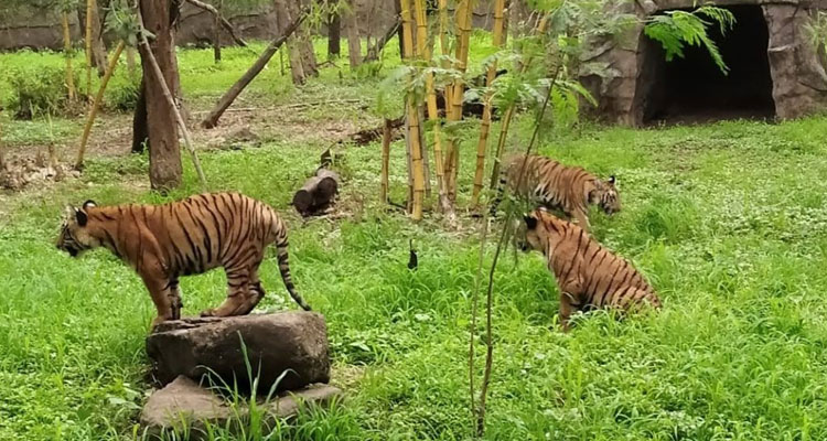 Rajiv Gandhi Zoological Park, Pune