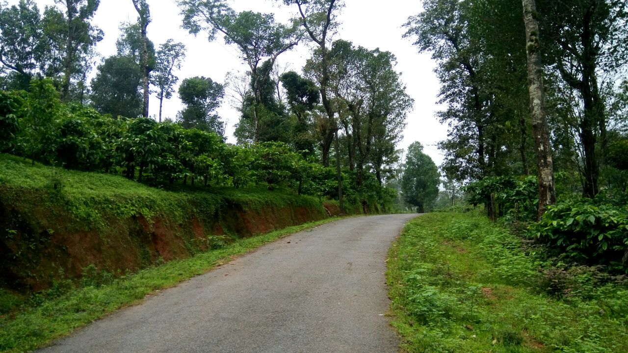 Sakleshpur, Coffee estate