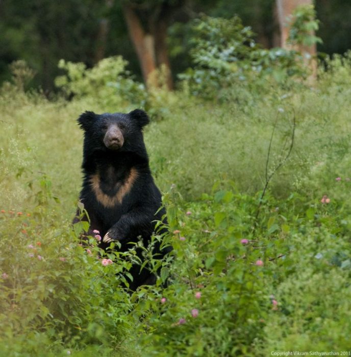 jungle safari south india