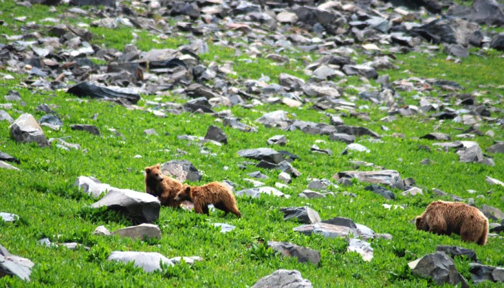 Dachigam National Park