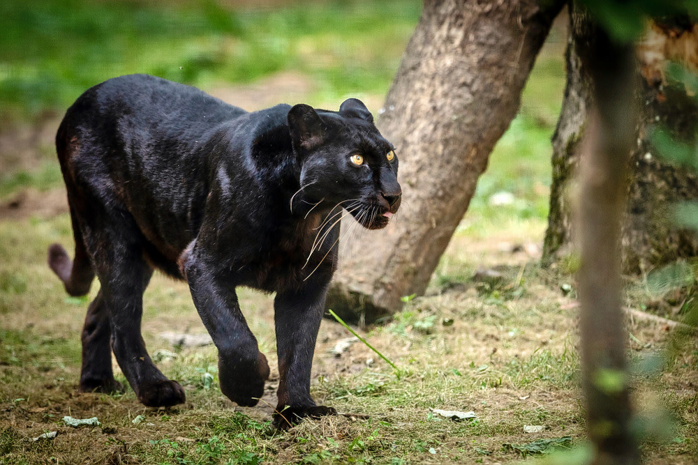 Dandeli Wildlife Sanctuary