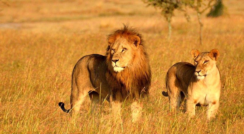 Gir National Park