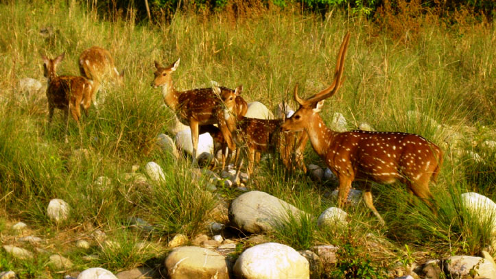 Jim Corbett National Park