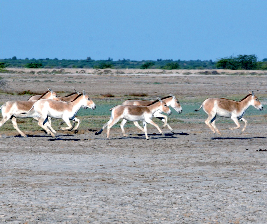 Kutch Desert Wildlife Sanctuary