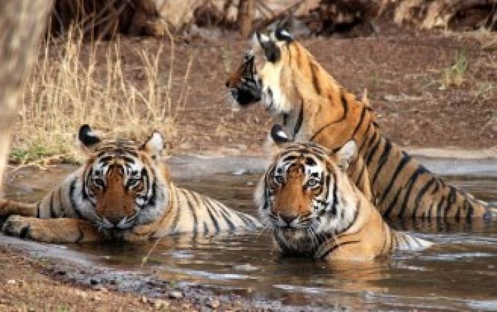 6 Best Road Trips From Delhi to Ranthambore National Park Top