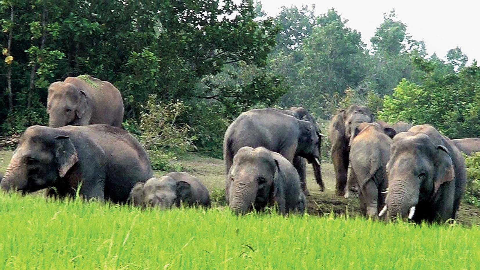 Mahanadi Elephant Reserve