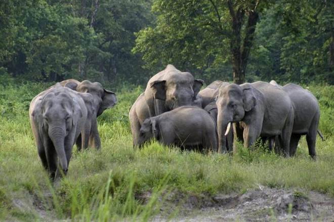 Mayurbhanj Elephant Reserve