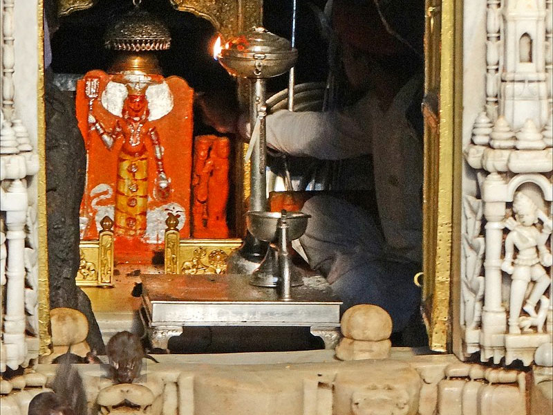 Karni Mata Temple, Bikaner