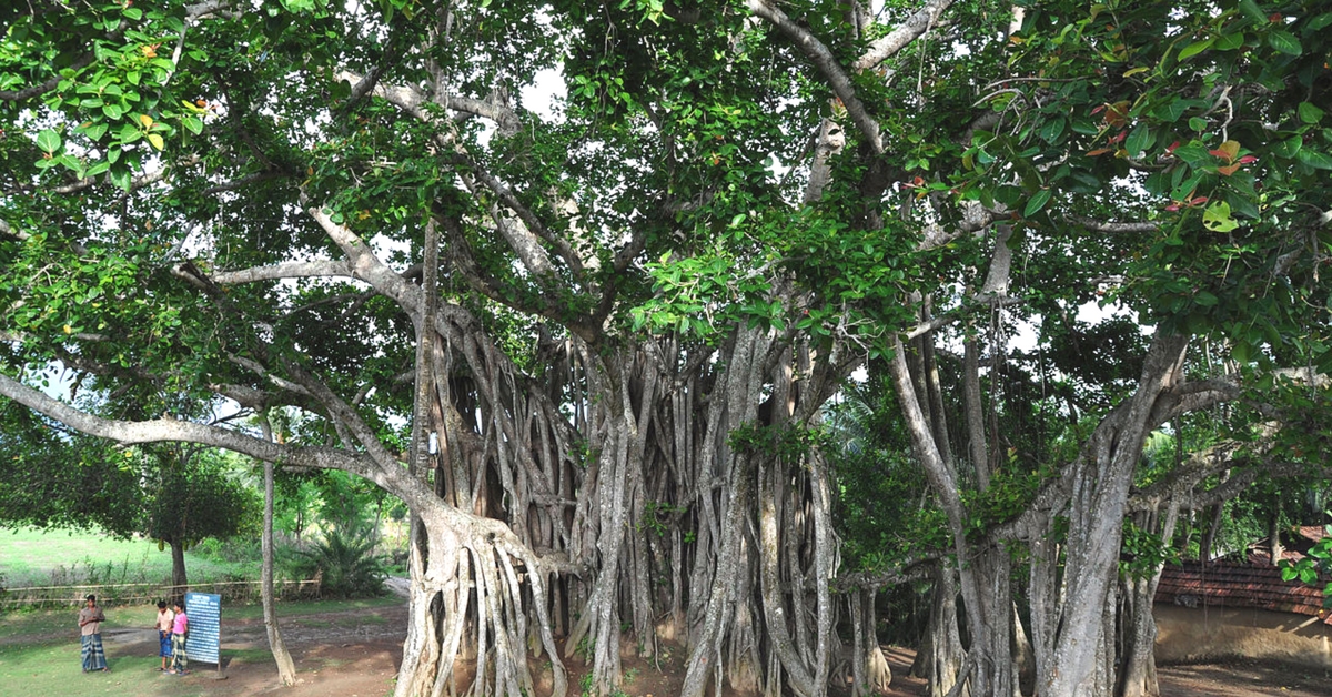 Pillala Marri Giant Banyan Tree