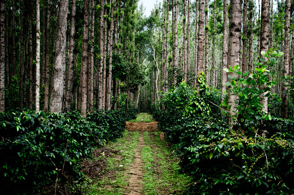 Chikmagalur