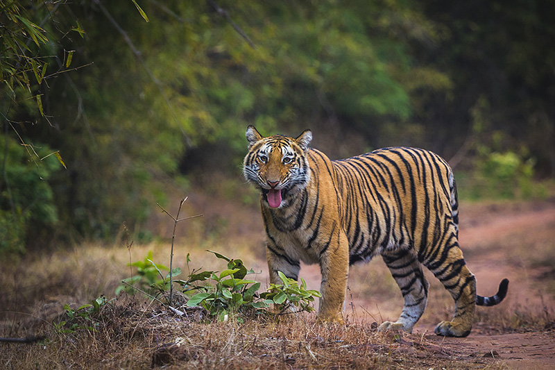 Jabalpur to Kanha