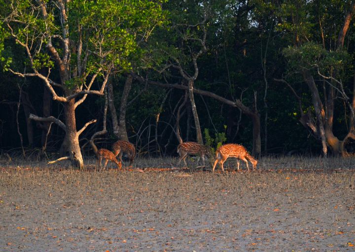 Sunderbans