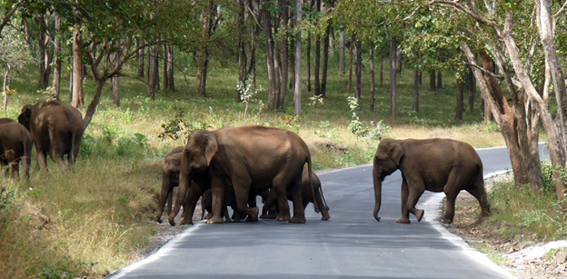 Mudumalai National Park.