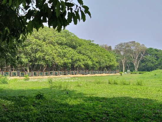 Botanical Garden in Kolkata