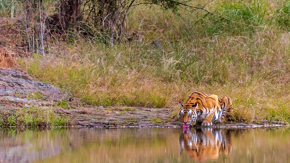 Bandhavgarh