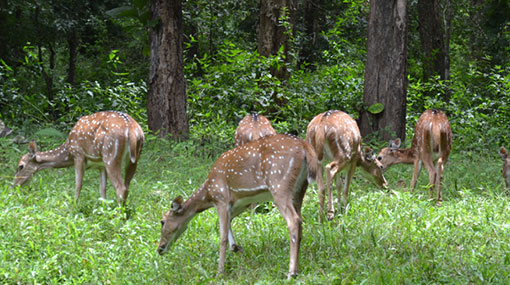 bangalore to chikmagalur tourist places