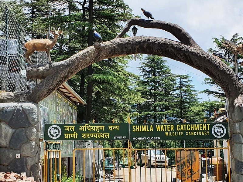 Go bird watching at Shimla Water Catchment Sanctuary