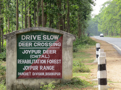 Joypur Forests