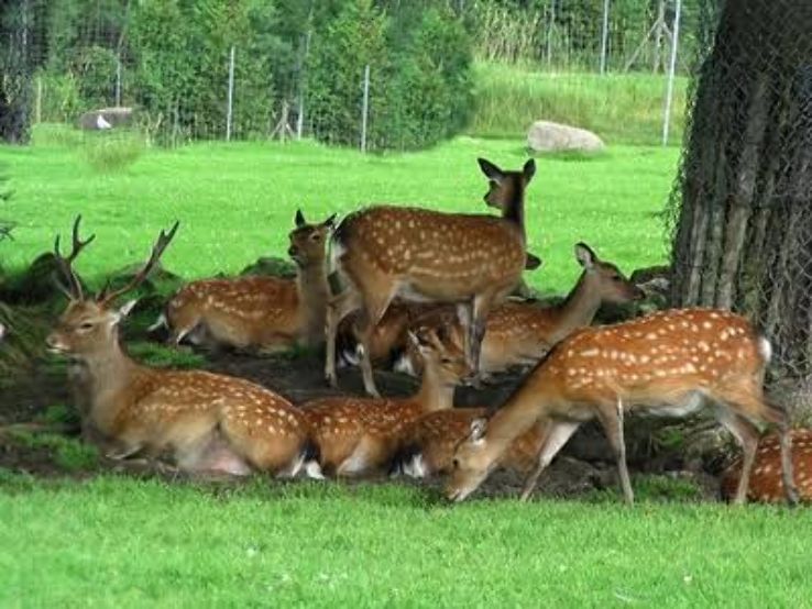 Malsi Deer Park