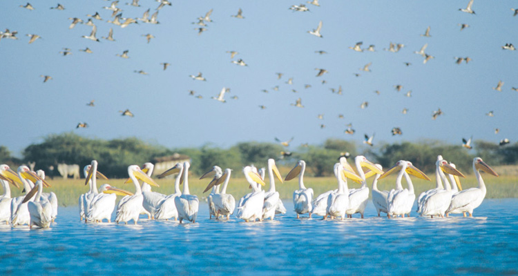 Nal Sarovar Bird Sanctuary