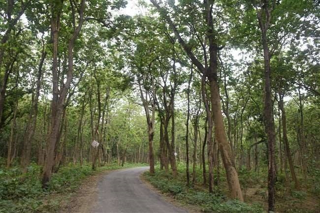 Pratapgarh Forests