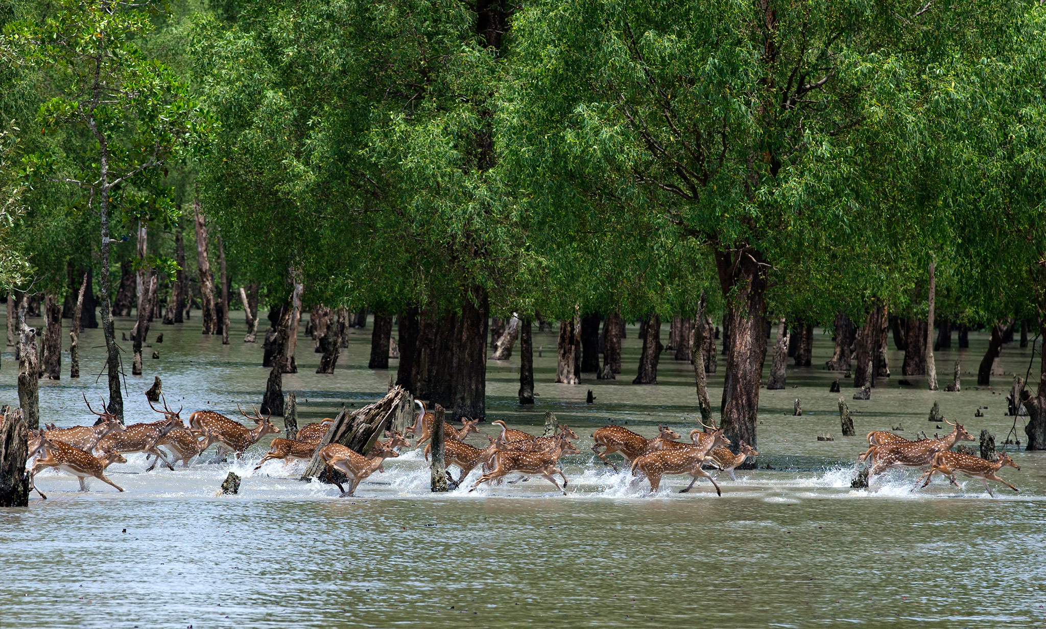 Sundarbans