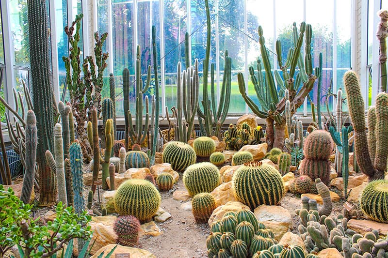 Cactus Garden